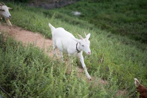 gallery_img014